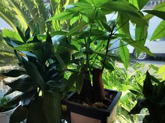 -宾朋海鲜特色美食餐厅·纯手工鲅鱼水饺(兴海路店)