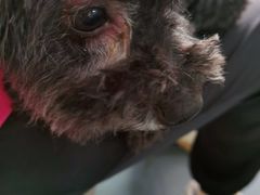 -爱侣宠医·鹦鹉专科·小型哺乳类·异宠专科(灵石路店)