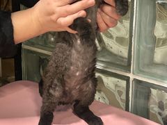 -麒麟缅因猫舍·十五年缅因猫选购中心