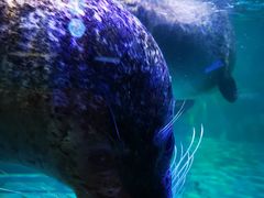 -海合安武汉极地海洋公园
