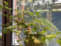 -王府茶楼茶宴·创意菜(朝阳公园店)