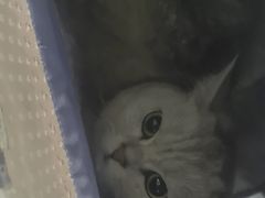 -瑞派福兴宠物医院犬猫全科·骨科·中西医结合(河东店)