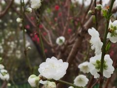 -桃花涧