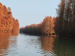 -上海海湾国家森林公园