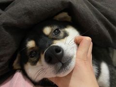 -柚子宠物(伊珊娜调理店)