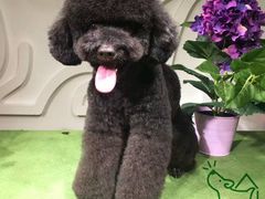 -严国平动物医院(德政总院)