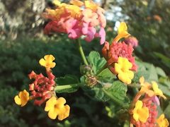-攀枝花公园