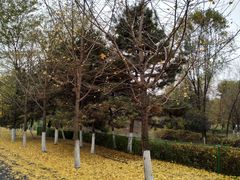 -长白岛森林公园