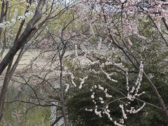 -桃花堤公园