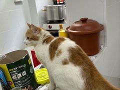 -虎子面粉馆(五一东村店)