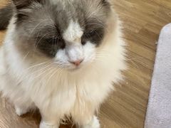 -COLOR PETS 撸猫馆·购猫·猫咖(长风大悦城店)