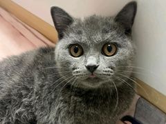 -乖乖宠物医院·猫科·急重症中心(车站北路分院)