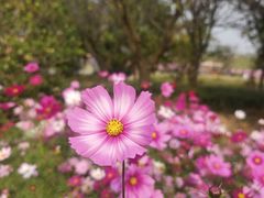 -花开海上生态园