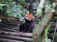 -成都大熊猫繁育研究基地