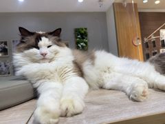 -藏猫猫咖啡主题馆(中央大道店)