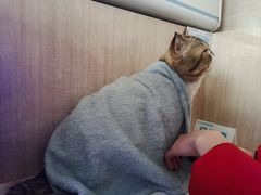 -北京观赏动物医院·24小时大型综合·猫专科·异宠专科