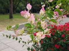 -莲花山公园