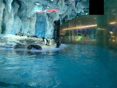 -帝企鹅自助餐厅•儿童岛•真企鹅(长隆企鹅酒店)