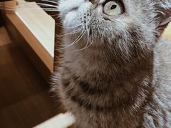 -滚猫咖啡·猫咖·猫友好撸猫(未来城店)