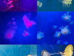 -海合安武汉极地海洋公园