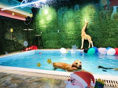 -Goku PET SHOP宠物视觉生活馆(双井店)