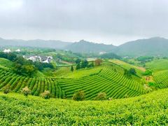 -帐篷客·溪龙茶谷度假酒店