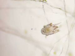 -欧奕国际动物医院