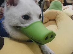 -逗柴咖啡屋·狗咖猫咖宠物桌游