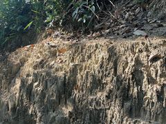 -广州市流溪河国家森林公园