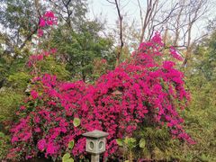 -深圳国际园林花卉博览园