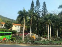 -深圳仙湖植物园