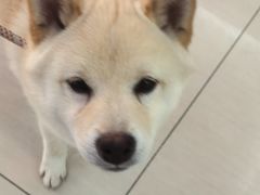 -全心全意连锁动物医院·微创中心·内科急重症·心脏专科(丰管路店)
