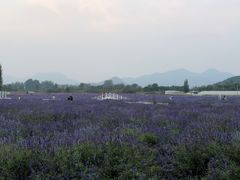 -北京东方普罗旺斯薰衣草庄园