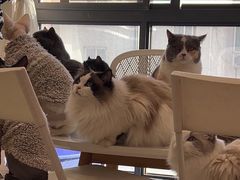 -团子家猫咪猫咖馆·柯基·柯尔鸭