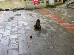 -黔灵山公园