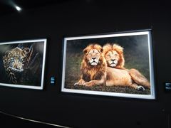 -罗红摄影艺术馆