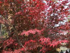 -天鹅湖生态旅游风景区