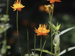 -小五台金河景区