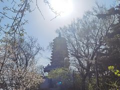 -高尔山公园