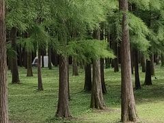-上海滨江森林公园