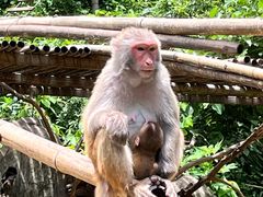 -西双版纳原始森林公园