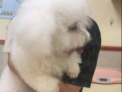 -艾贝尔宠物医院 ·内科全科(梁溪路店)