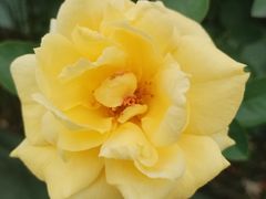 -亚龙湾国际玫瑰谷