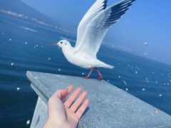 -海埂大坝