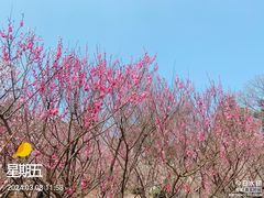 -南京古林公园