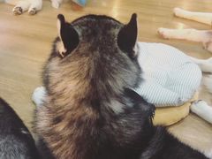 -Husky Go! 哈士奇体验馆·宠物咖啡厅狗咖