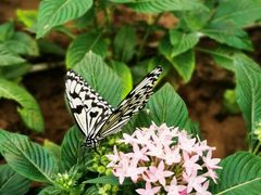 -北京国际鲜花港