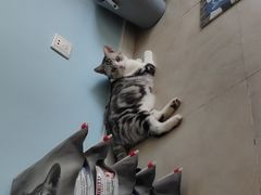 -老吴的猫·猫舍(新区店)