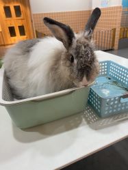 -Moni星球萌宠·小马宝莉·灵蛇·高端高阶全萌宠互动体验俱乐部(红豆国际广场店)