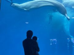 -海合安成都极地海洋公园